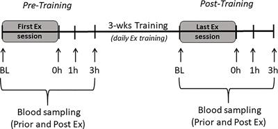 Myokine Responses to Exercise in a Rat Model of Low/High Adaptive Potential